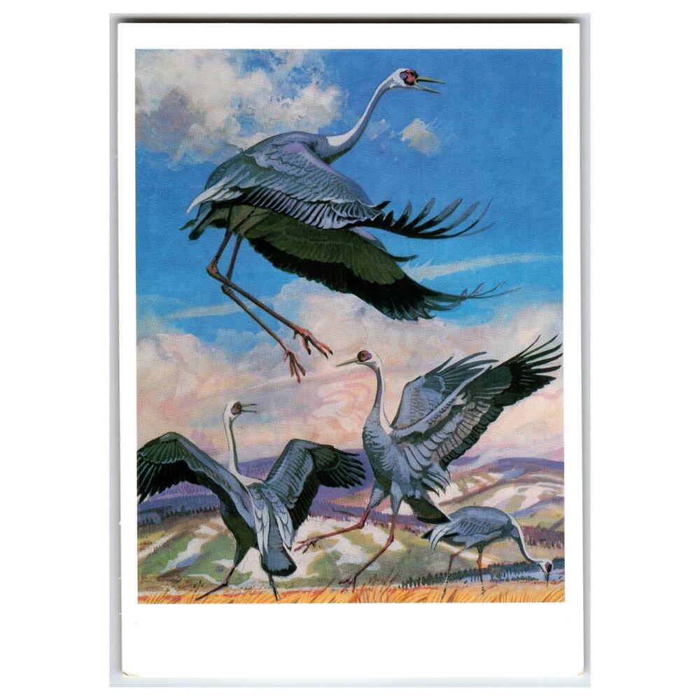 Daurian Crane Birds Vintage USSR Postcard Art by V. A. Gorbatov 1990